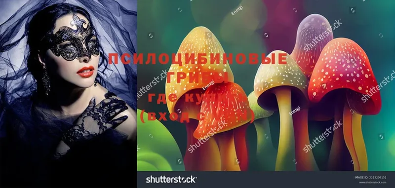 где можно купить   Гремячинск  Галлюциногенные грибы Magic Shrooms 